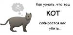 kot__1_.jpg