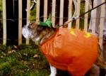 DOGS020.jpg
