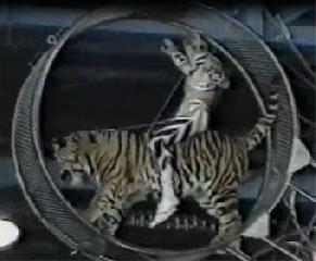Цирковая программа. Ringling Bros. and Barnum & Bailey. 4 часть.