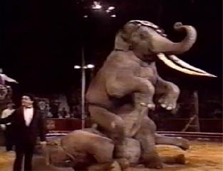15 Цирковой фестиваль в Монте-Карло 1990 г. 4 часть. 15 Festival di Monte Carlo