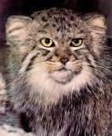 manul_22.jpg