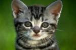 cat.jpeg