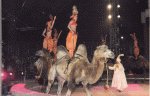 IMG_0009.gif