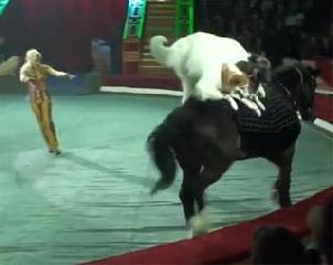 Собачки на лошадях. Т. Мащенко. Программа На бис. Цирк Никулина 2013 г.