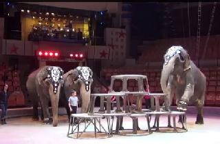 Репетиция аттракциона «Слоны» п/р Кристиана и Алекса Гертнер/ Attraction “Elephants”